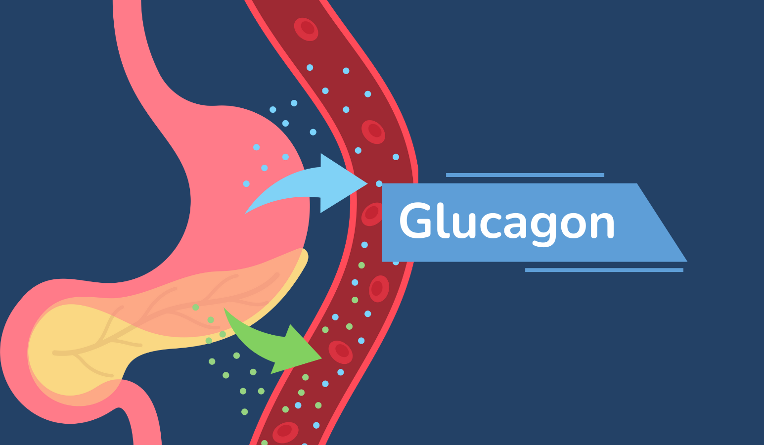 Glucagon: A Forgotten Hormone in Diabetes