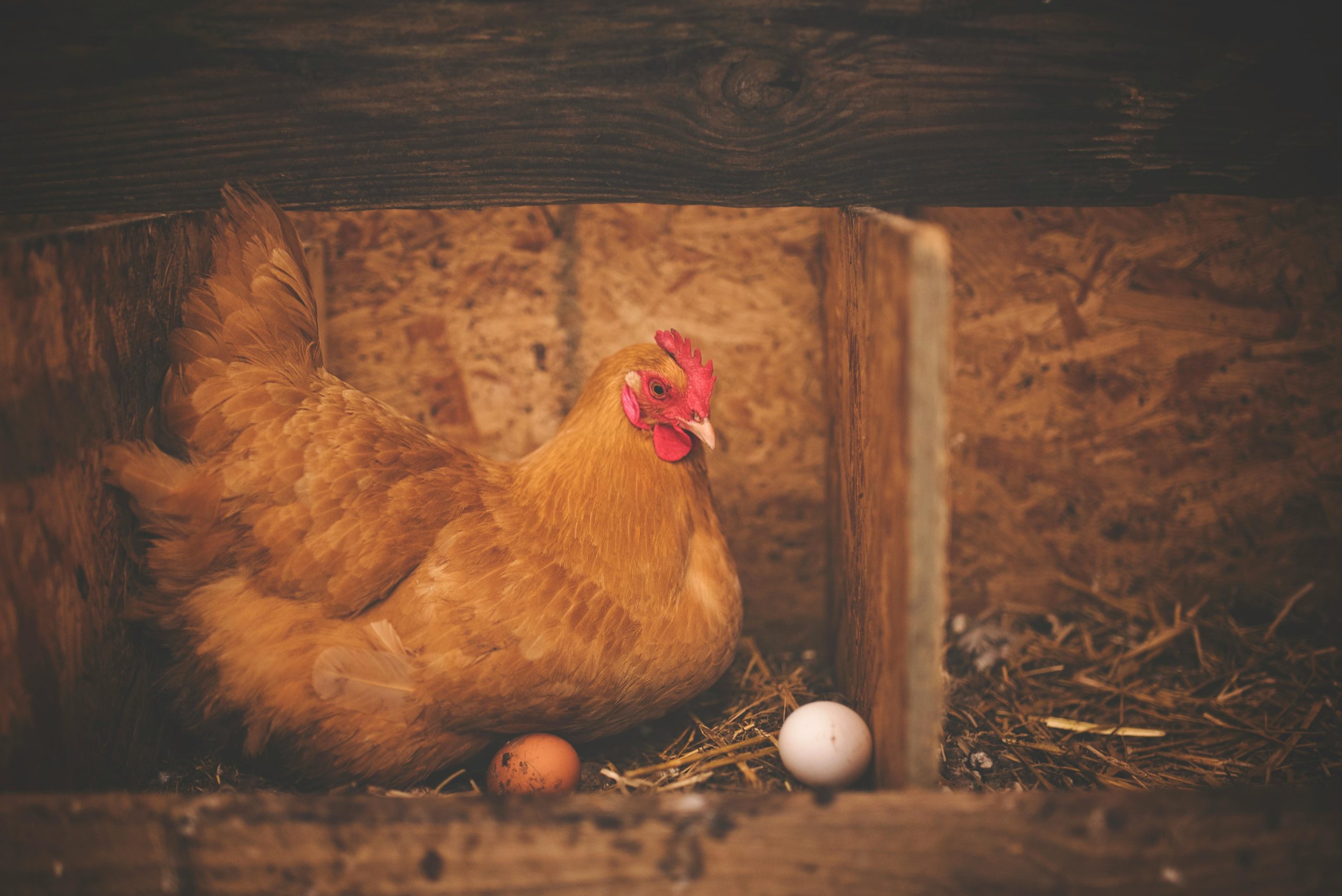 Type 2 Diabetes: The Chicken or the Egg of Pancreatic Dysfunction and Insulin Resistance?