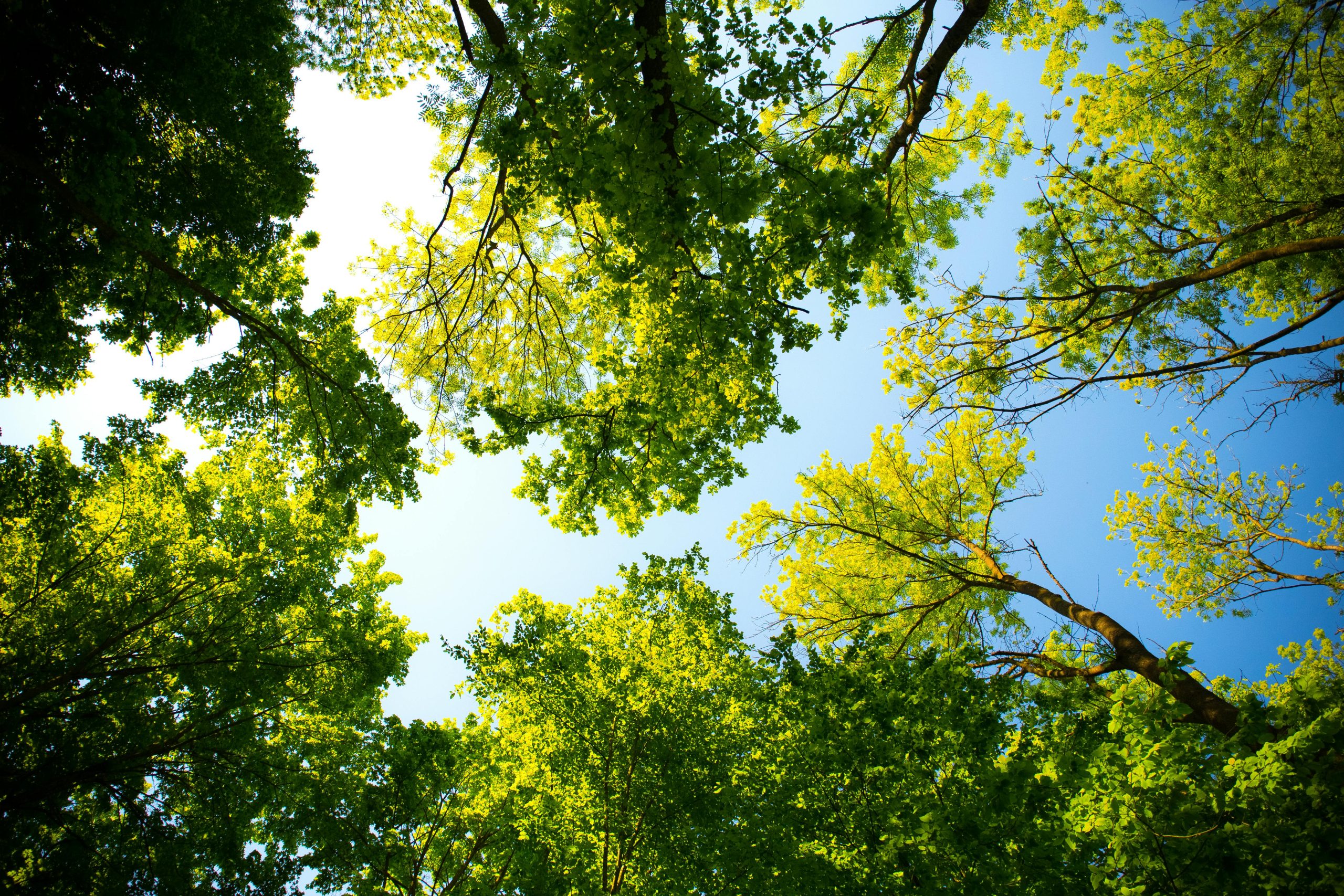 How Chemicals in Our Environment Affect Diabetes Risk