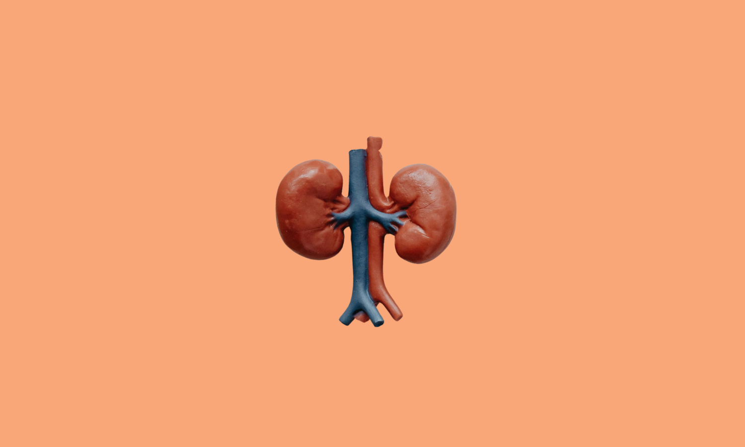 Your Kidneys and Diabetes: What You Need to Know