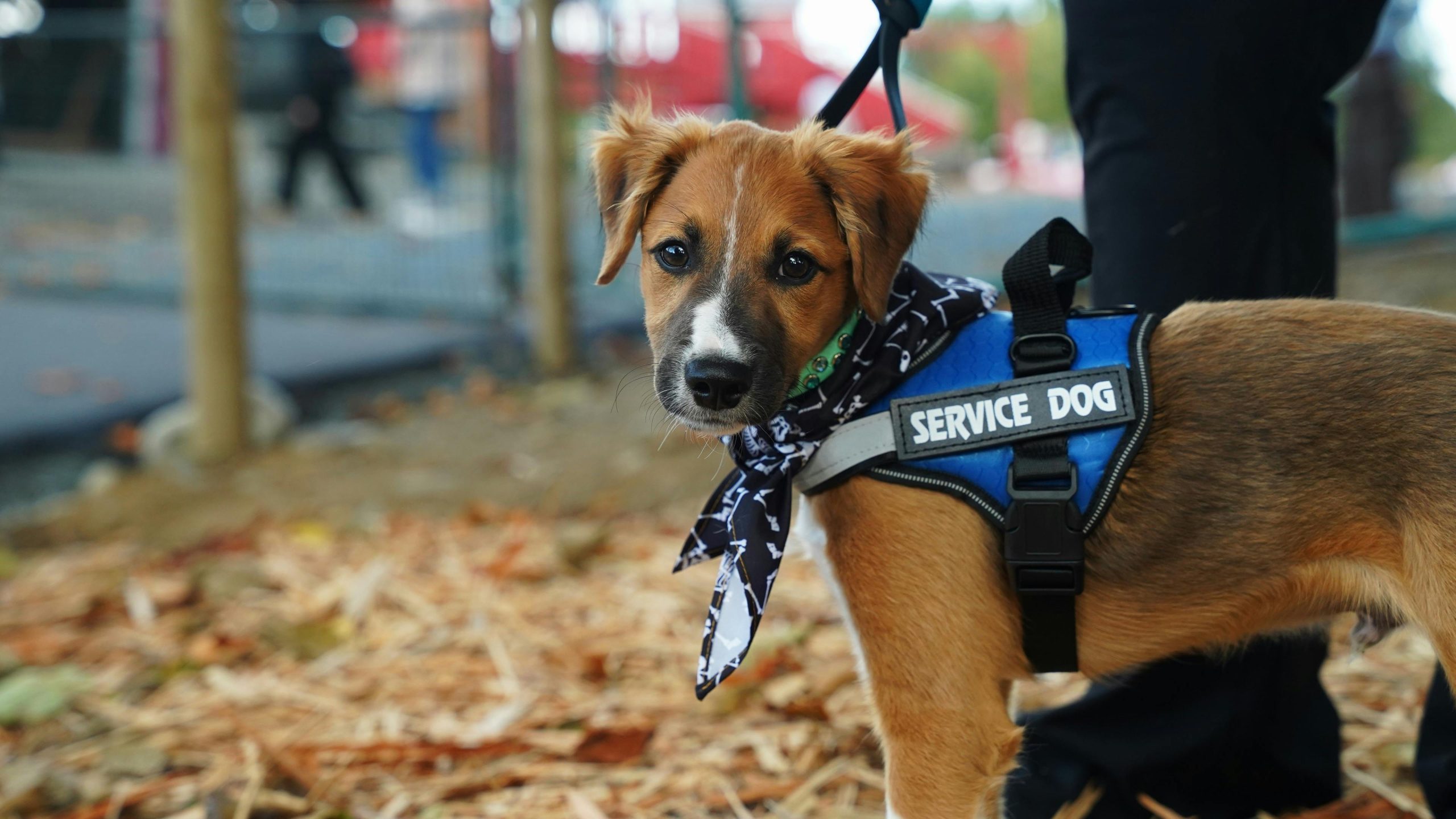 Sniffing out Danger: The Practicality of Diabetic Alert Dogs